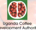 Uganda Coffee Development Authority ( UCDA )